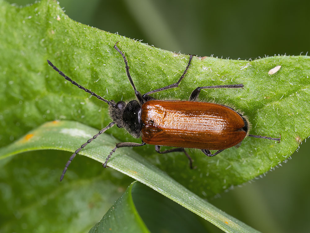 Tenebrionidae Alleculinae: Omophlus sp.